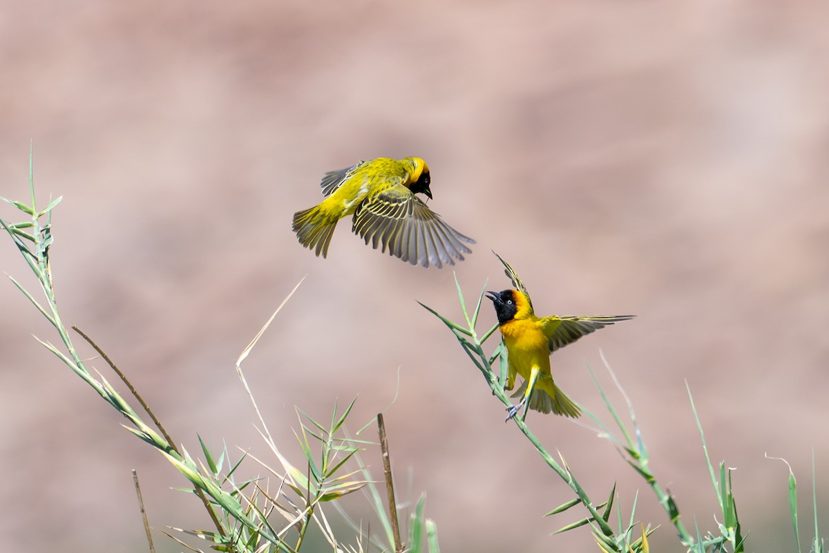 Lesser Masked-Weaver - ML644448249
