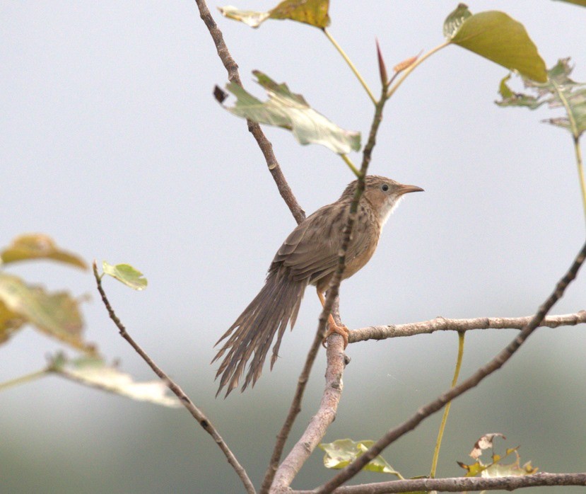 スジカブリヤブチメドリ - ML644448255