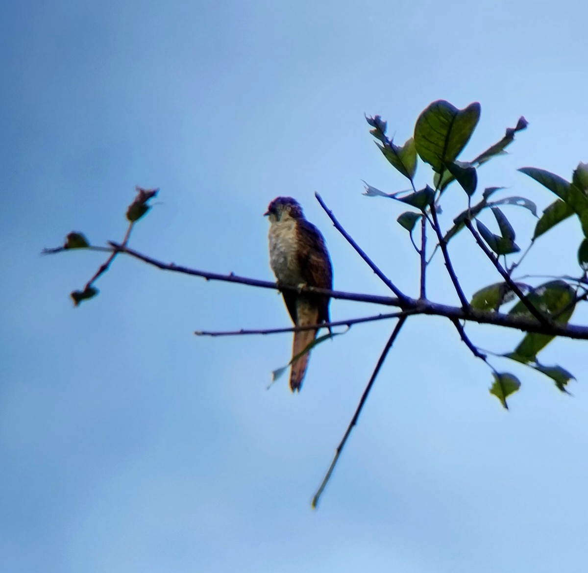 Banded Bay Cuckoo - ML644448261