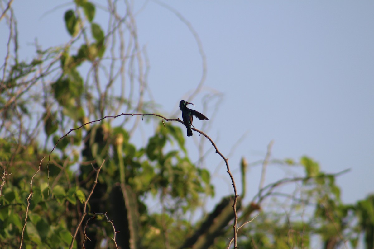 Purple Sunbird - ML644448263