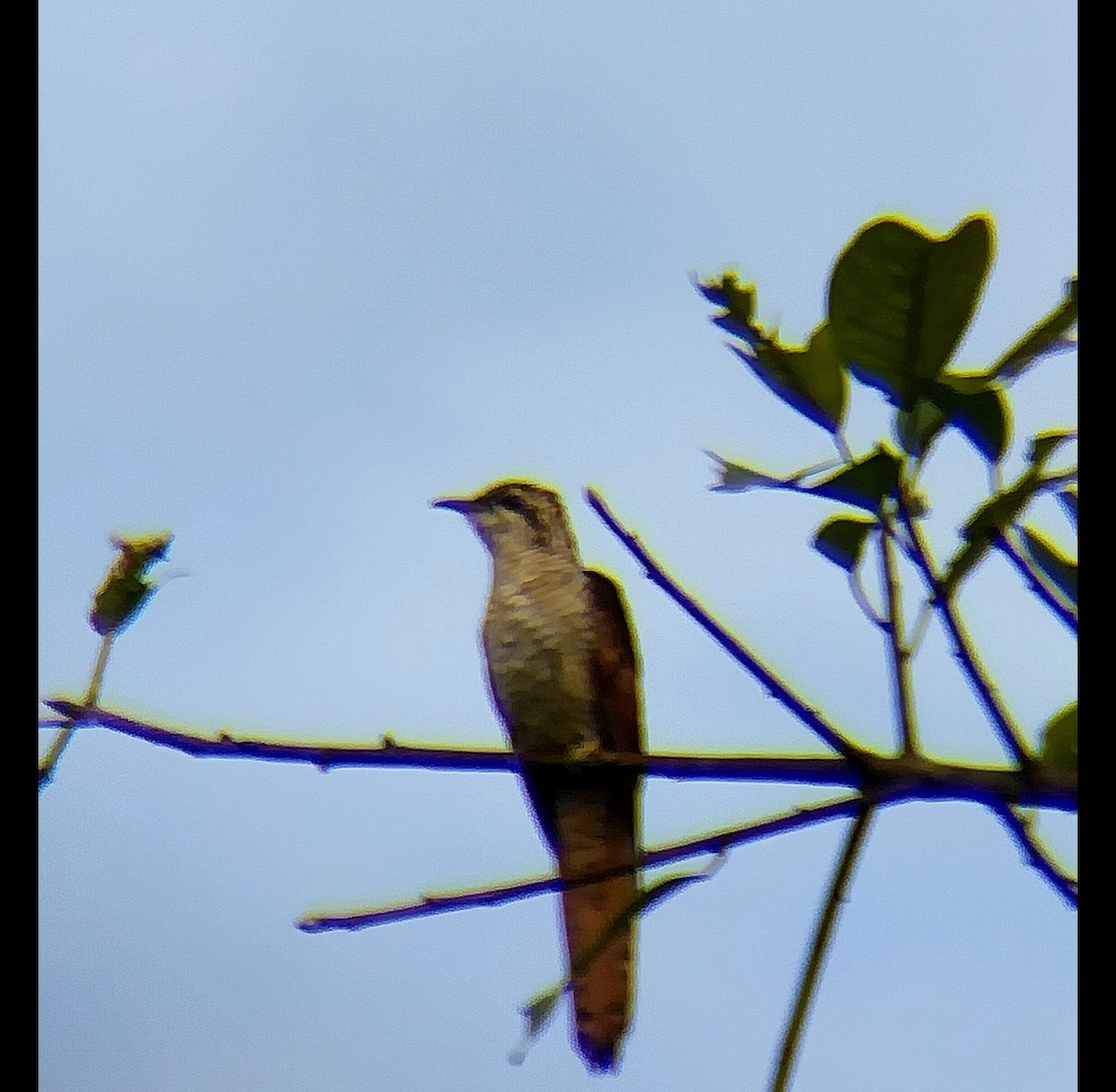 Banded Bay Cuckoo - ML644448264