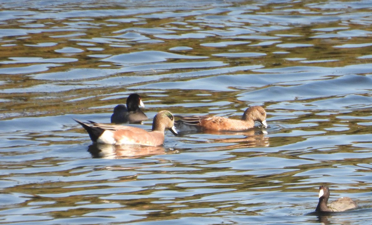 American Wigeon - ML644448268