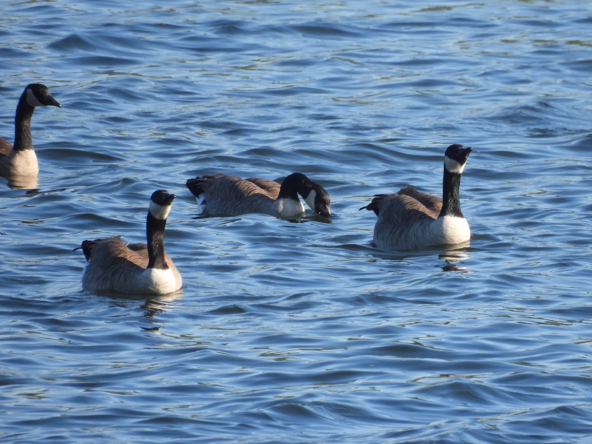 Branta kanadar handia - ML644448269