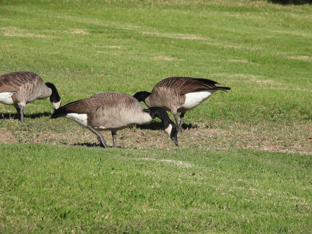 Branta kanadar handia - ML644448271