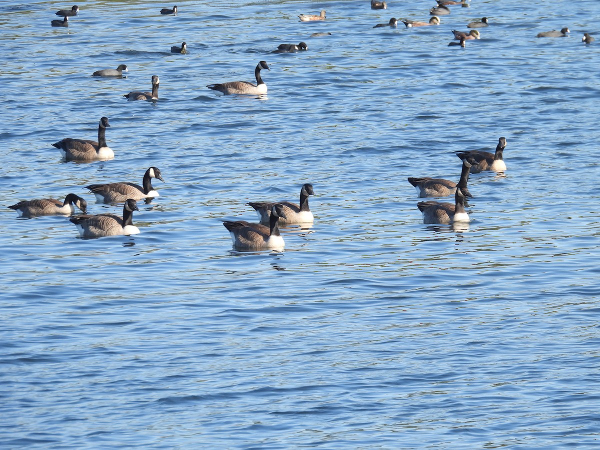 Branta kanadar handia - ML644448272