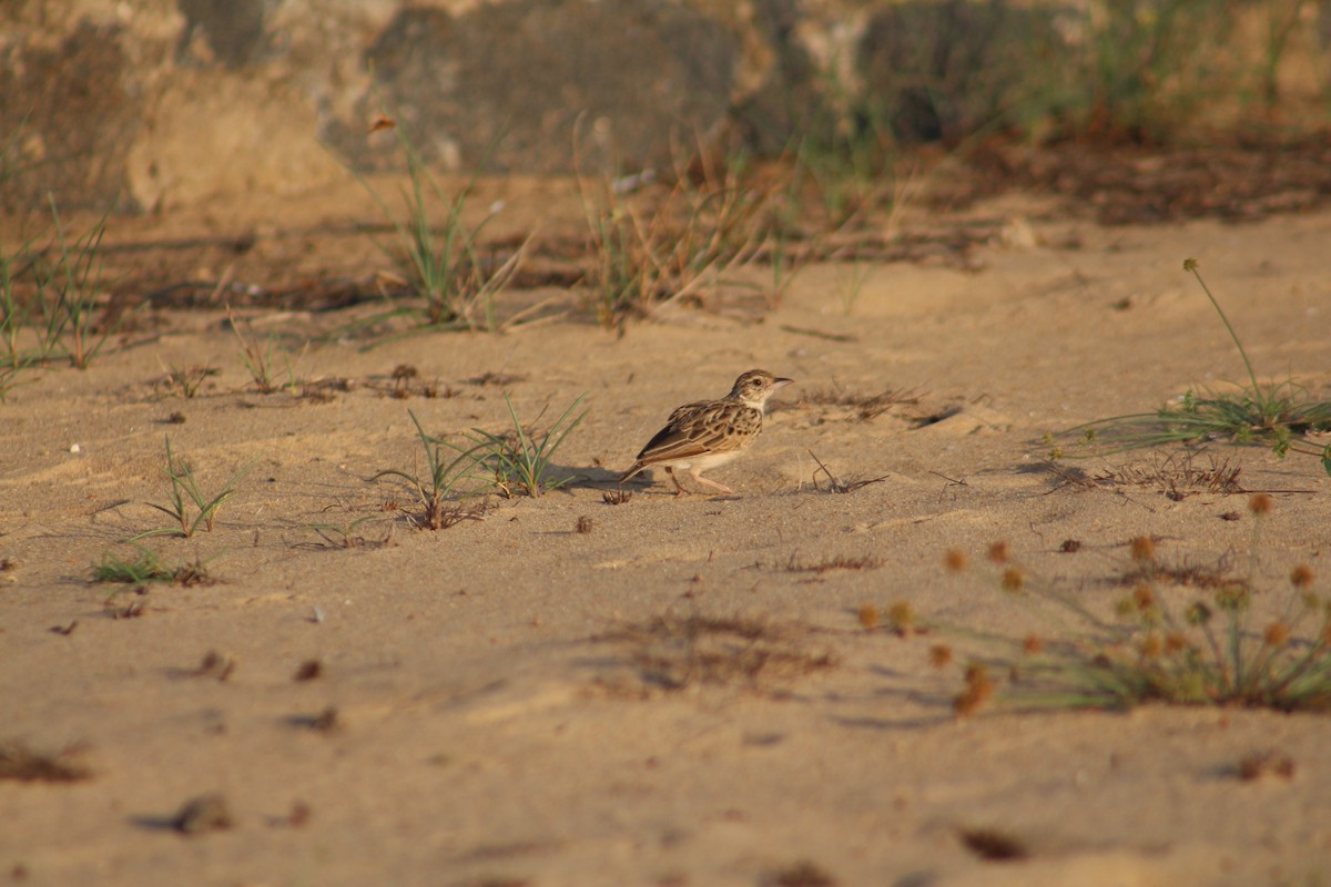 ghatslerke - ML644448274