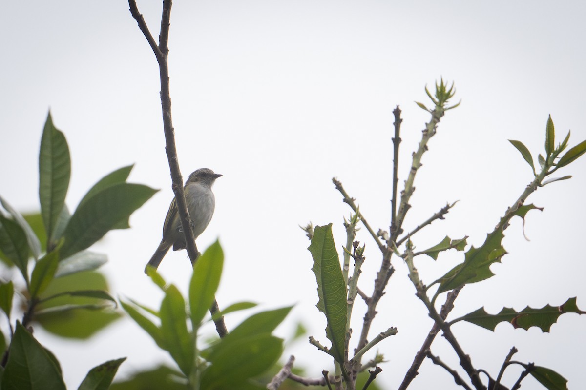 Mistletoe Tyrannulet - ML644448280