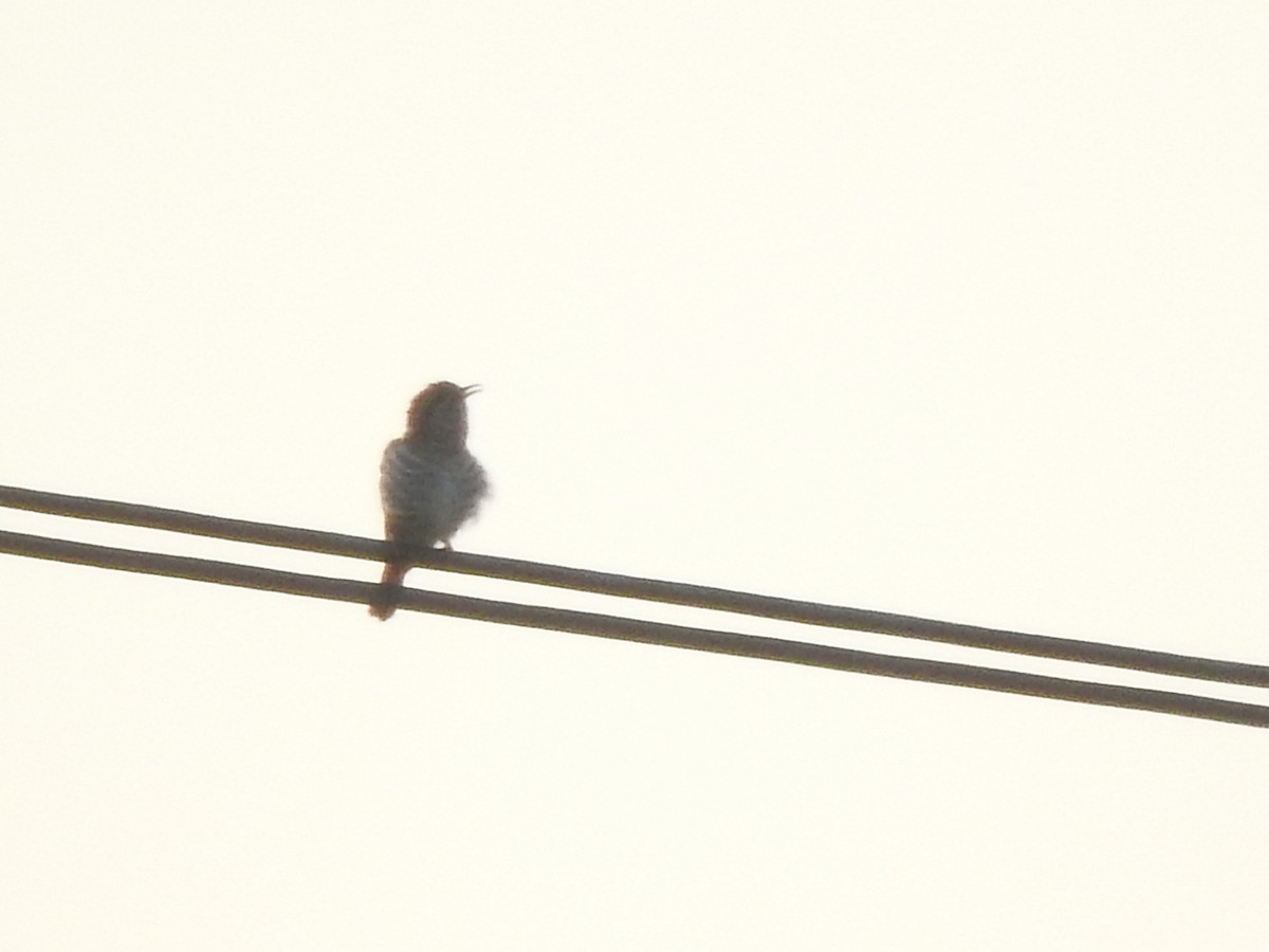 マミジロテリカッコウ - ML644448287