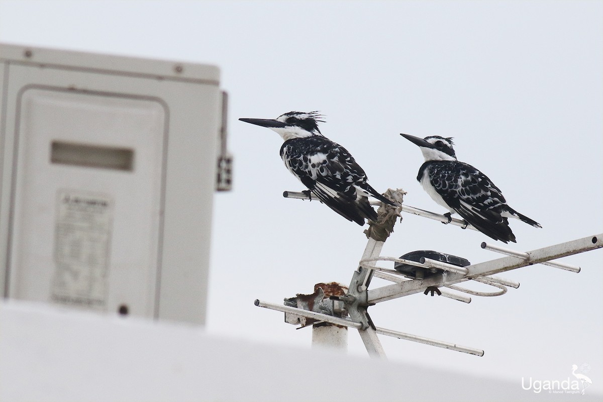 Martin-pêcheur pie - ML644448289