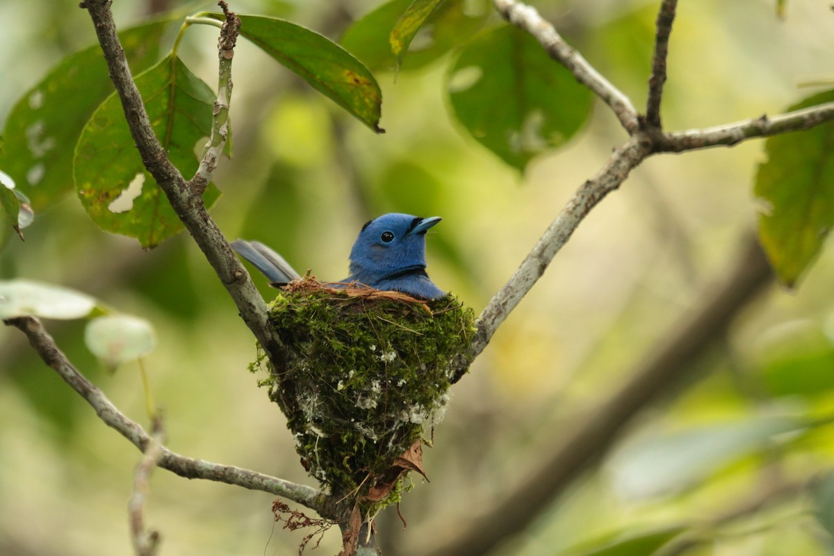 Black-naped Monarch - ML644448305