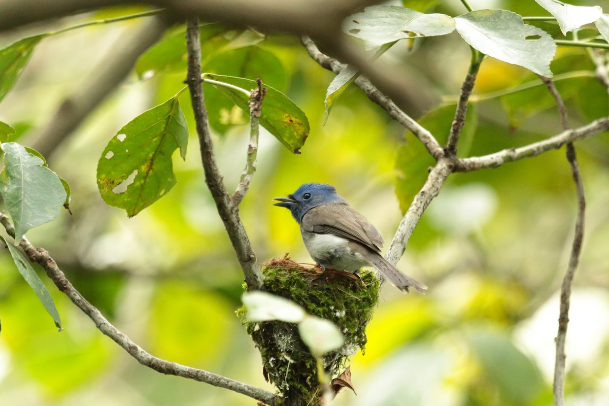 Black-naped Monarch - ML644448306