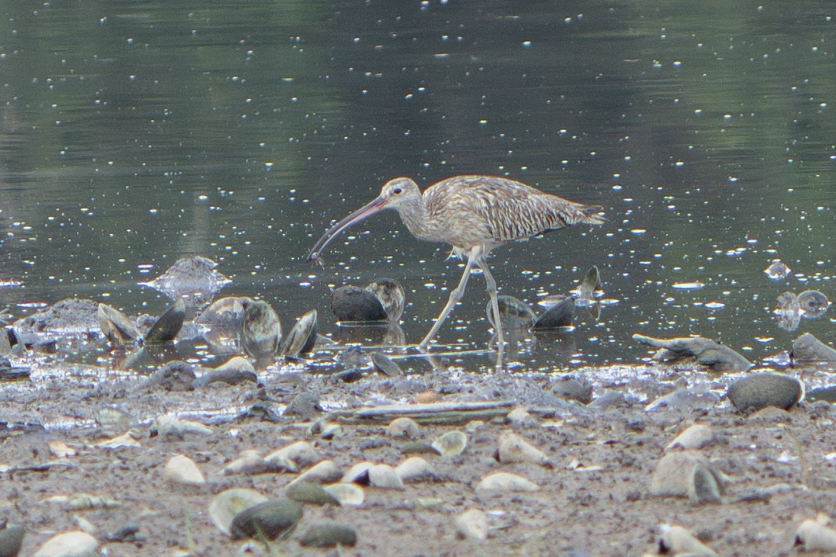 大杓鷸 - ML644448325