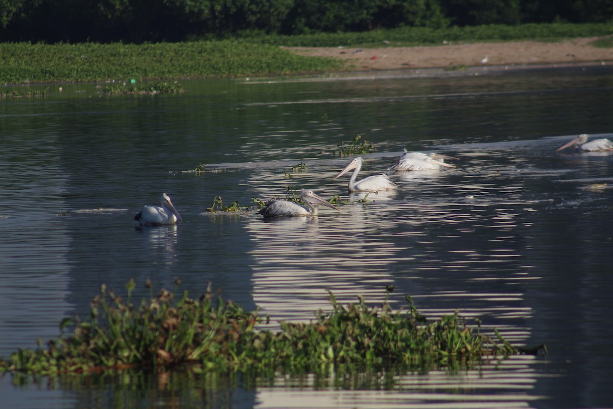 Пестроклювый пеликан - ML644448326