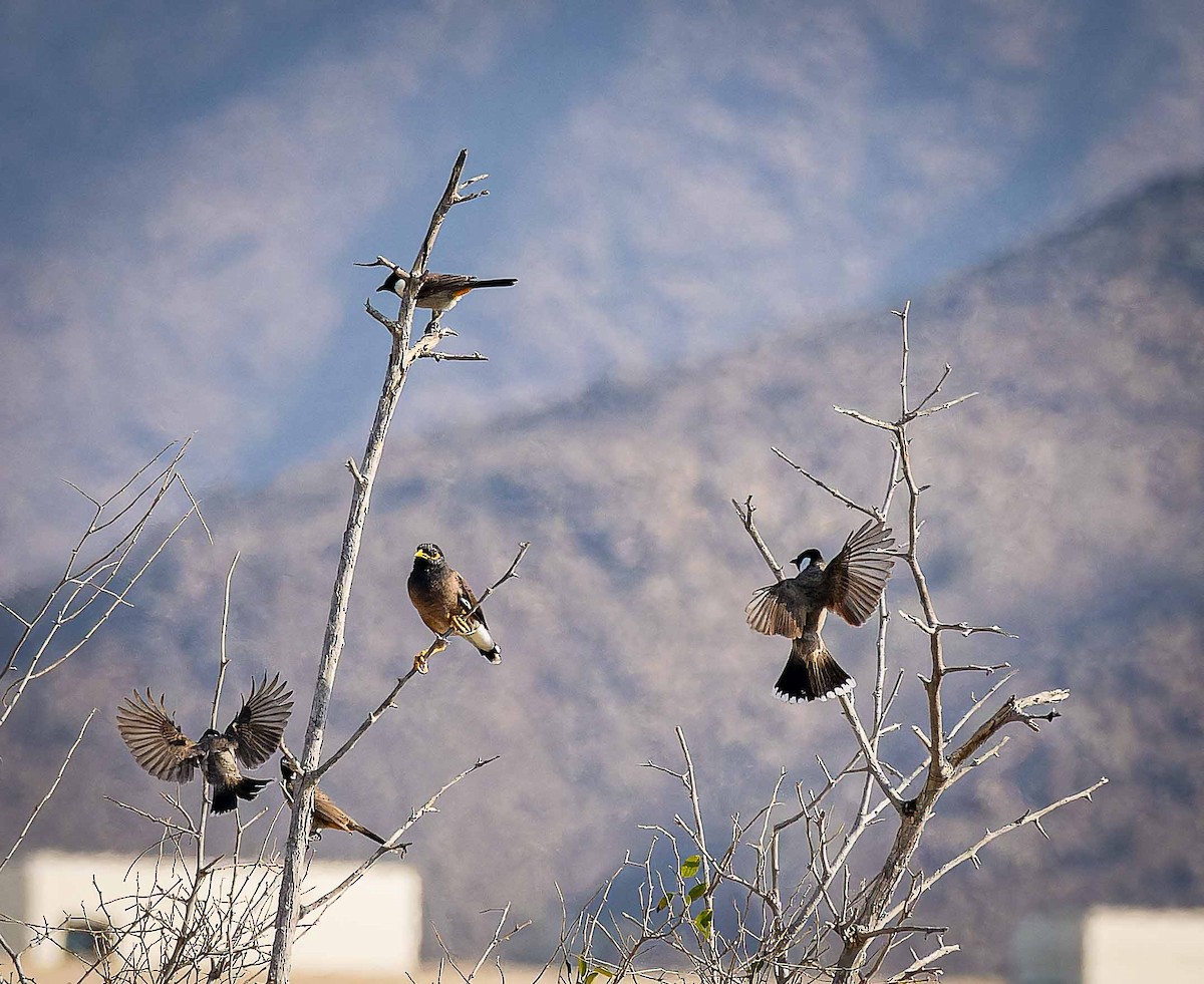 シロミミヒヨドリ - ML644448328