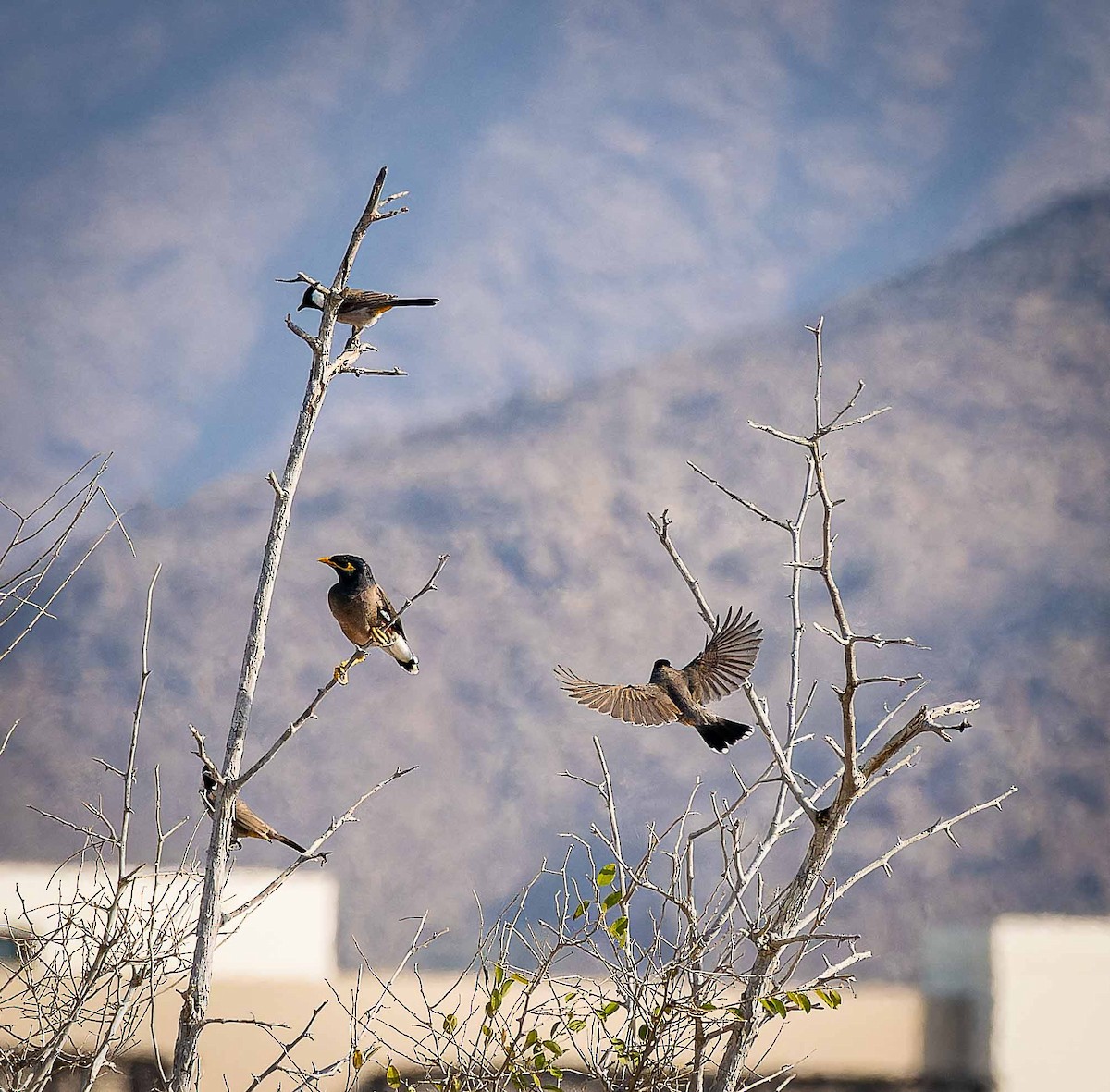 シロミミヒヨドリ - ML644448329