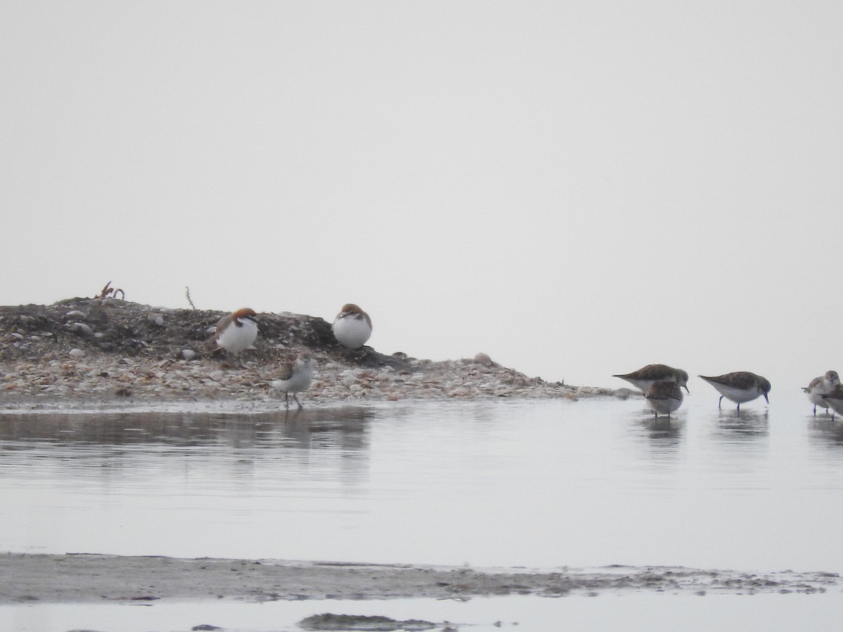 Red-capped Plover - ML644448341