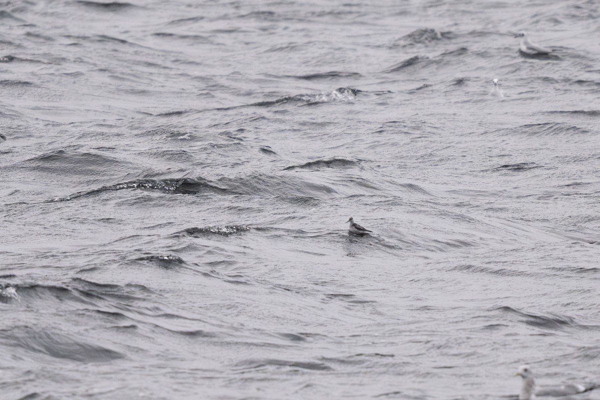 Red-necked Phalarope - ML644448346