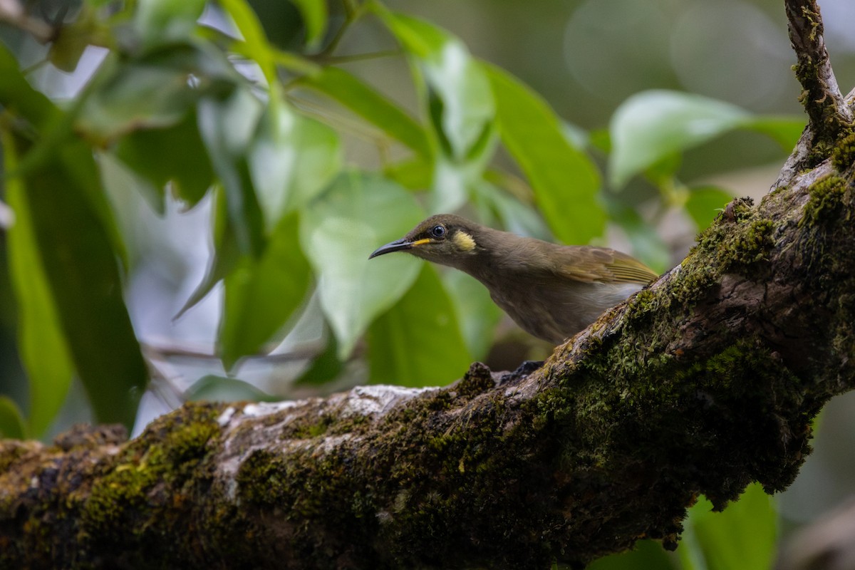 Yellow-spotted Honeyeater - ML644448349