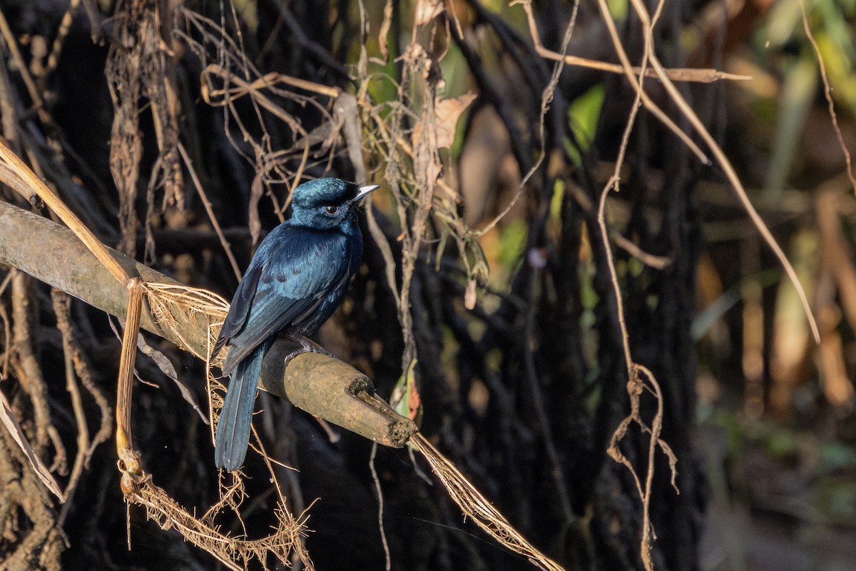 Shining Flycatcher - ML644448353
