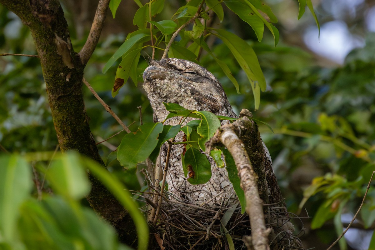 Papuan Frogmouth - ML644448354