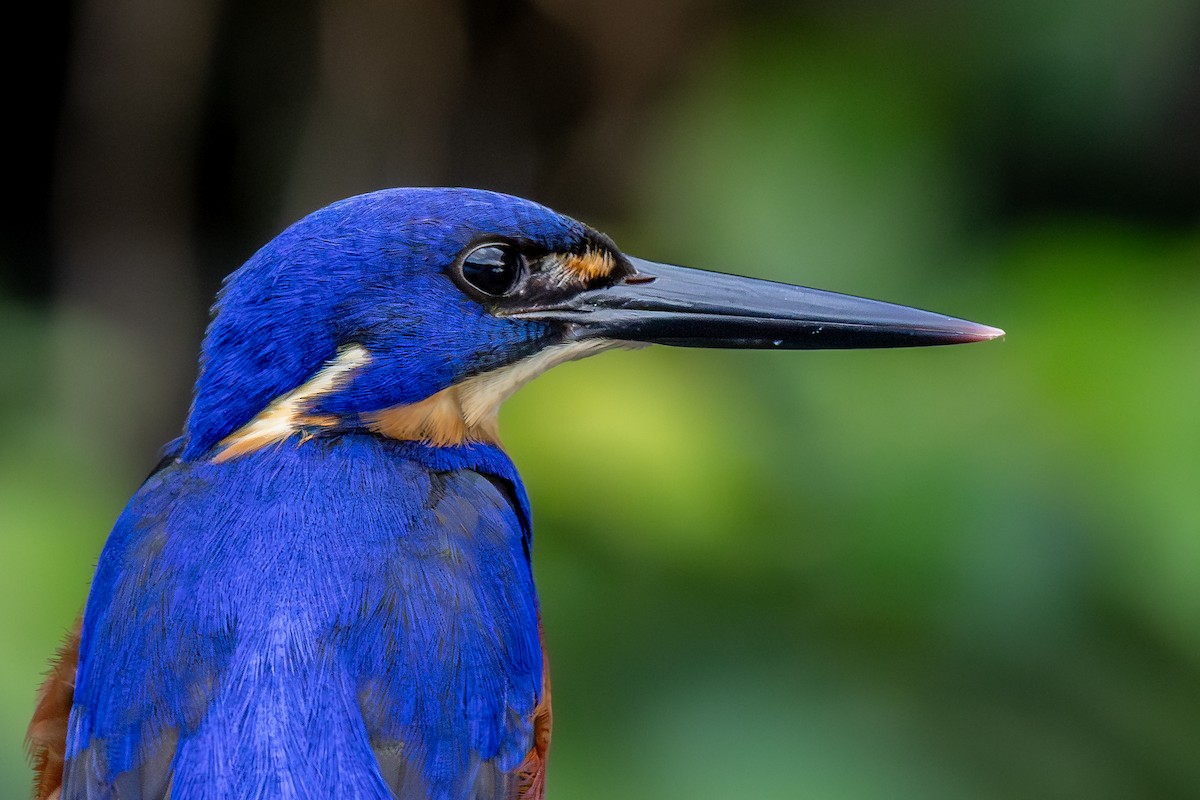 Azure Kingfisher - ML644448355