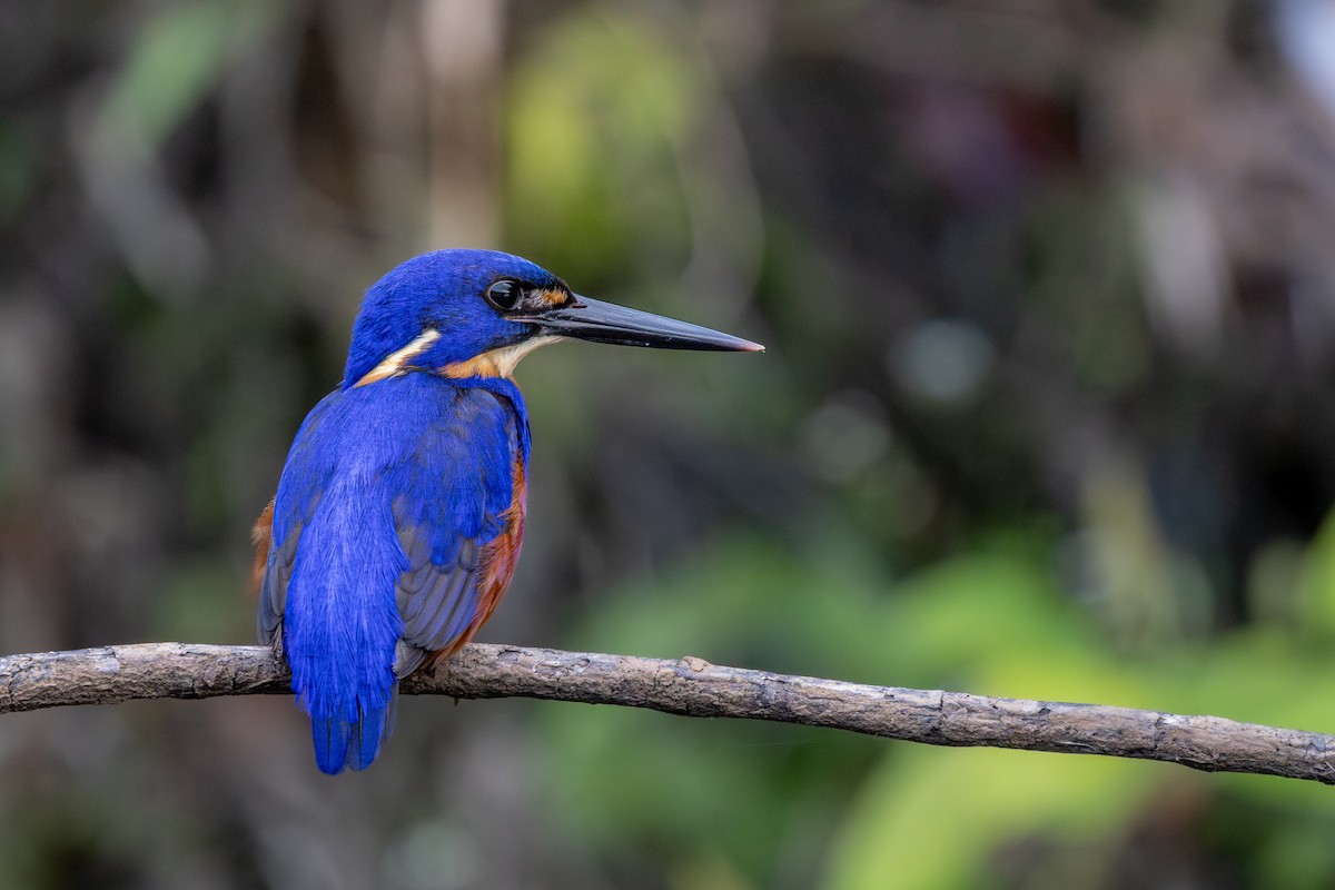 Azure Kingfisher - ML644448356