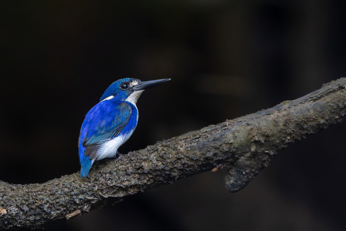 Little Kingfisher - ML644448357
