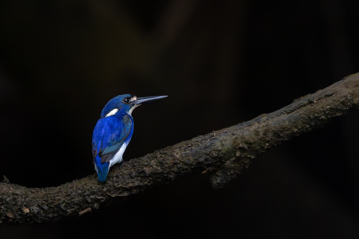 Little Kingfisher - ML644448358
