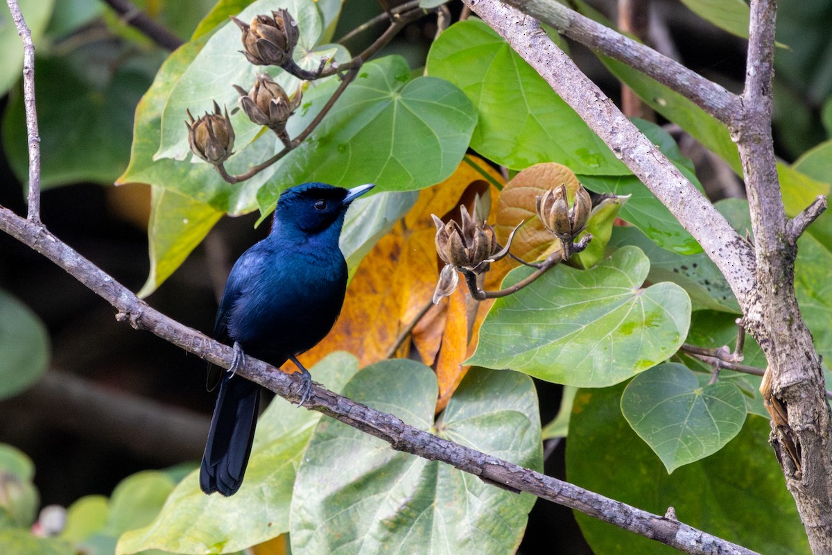 Shining Flycatcher - ML644448361