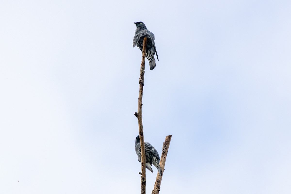 Barred Cuckooshrike - ML644448364