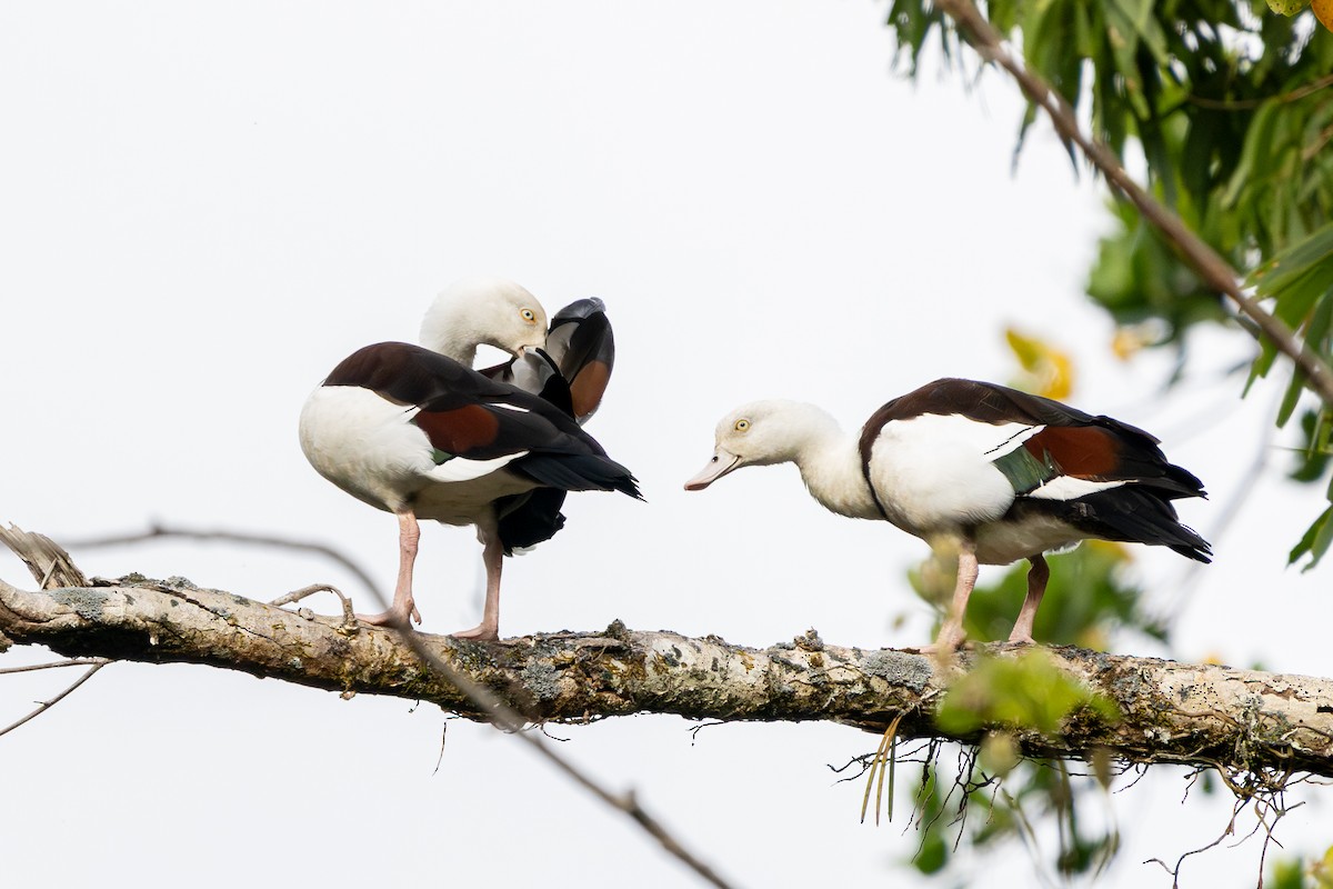 Radjah Shelduck - ML644448367