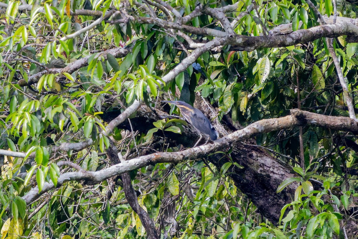 Black Bittern - ML644448369