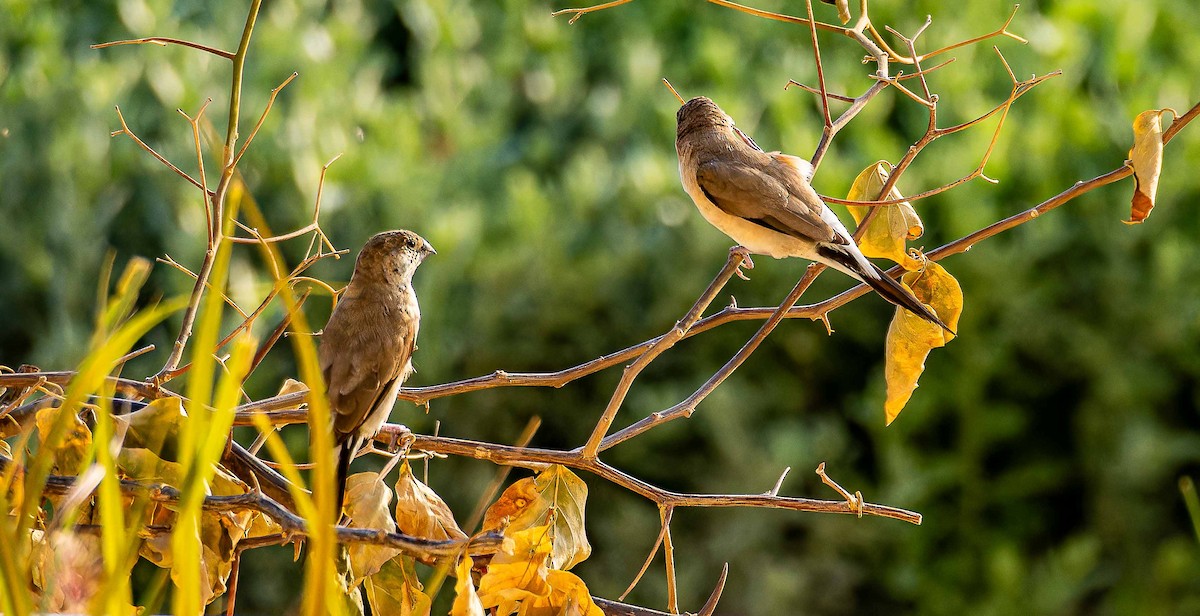Indian Silverbill - ML644448372
