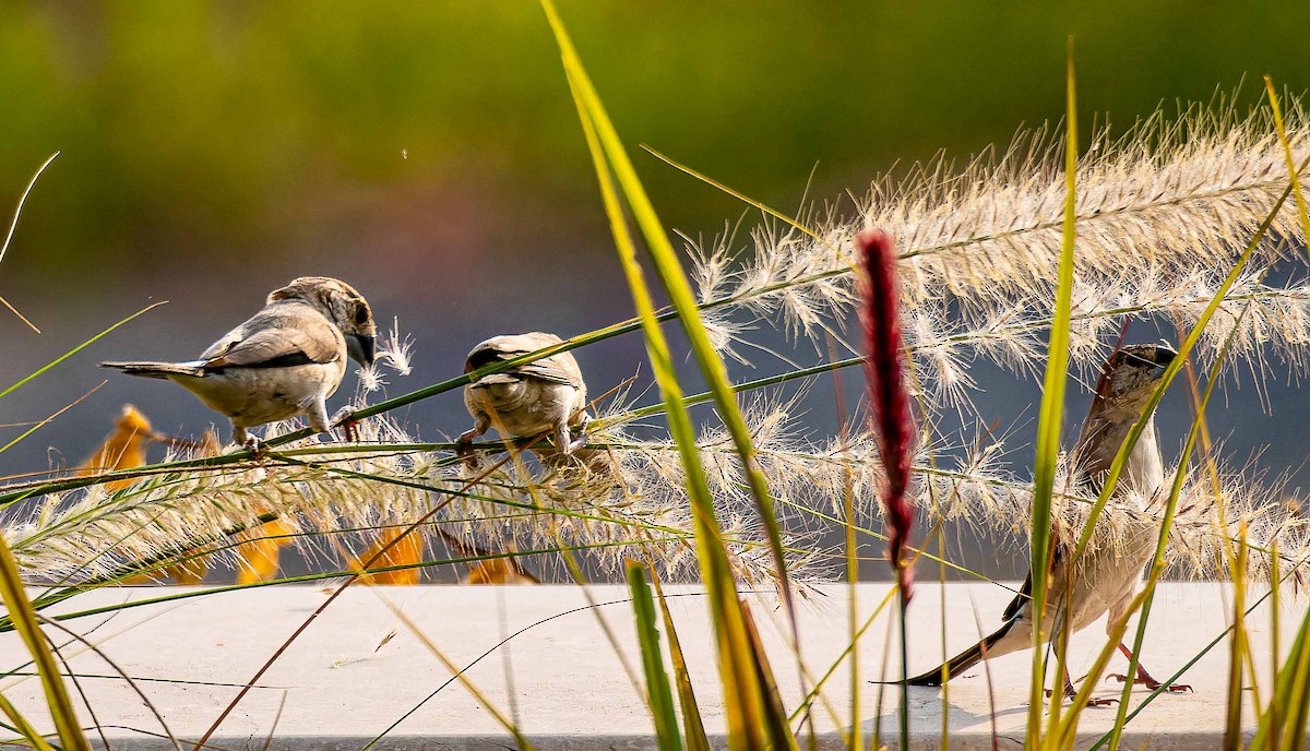 Indian Silverbill - ML644448373