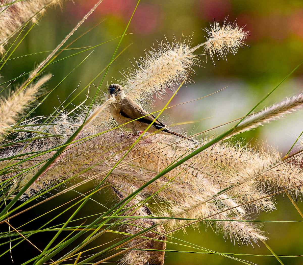 Indian Silverbill - ML644448374