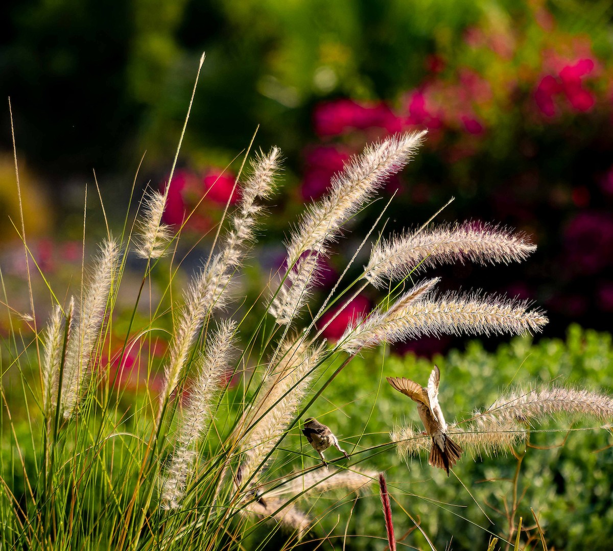 Indian Silverbill - ML644448375