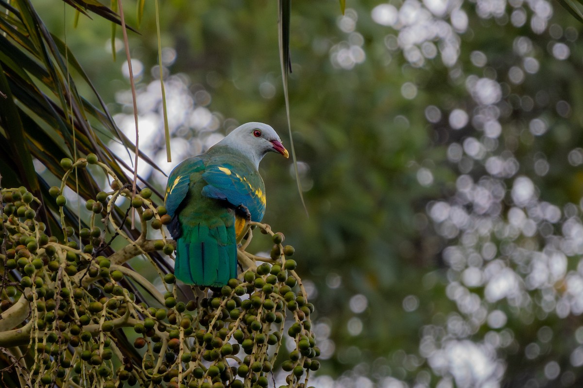 Wompoo Fruit-Dove - ML644448376