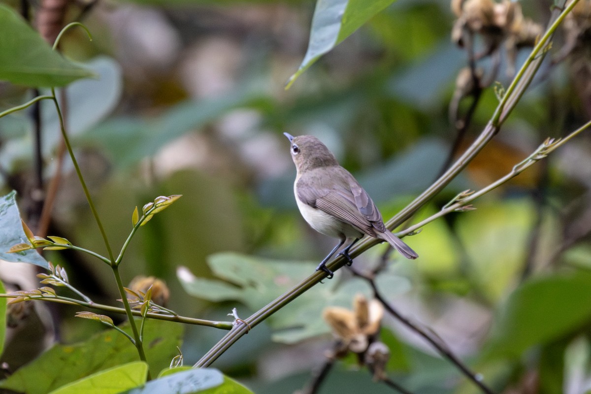 Large-billed Gerygone - ML644448378