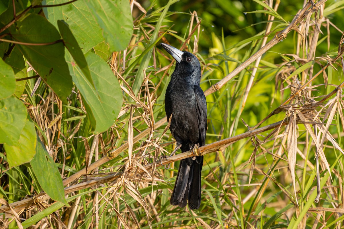 Black Butcherbird - ML644448379