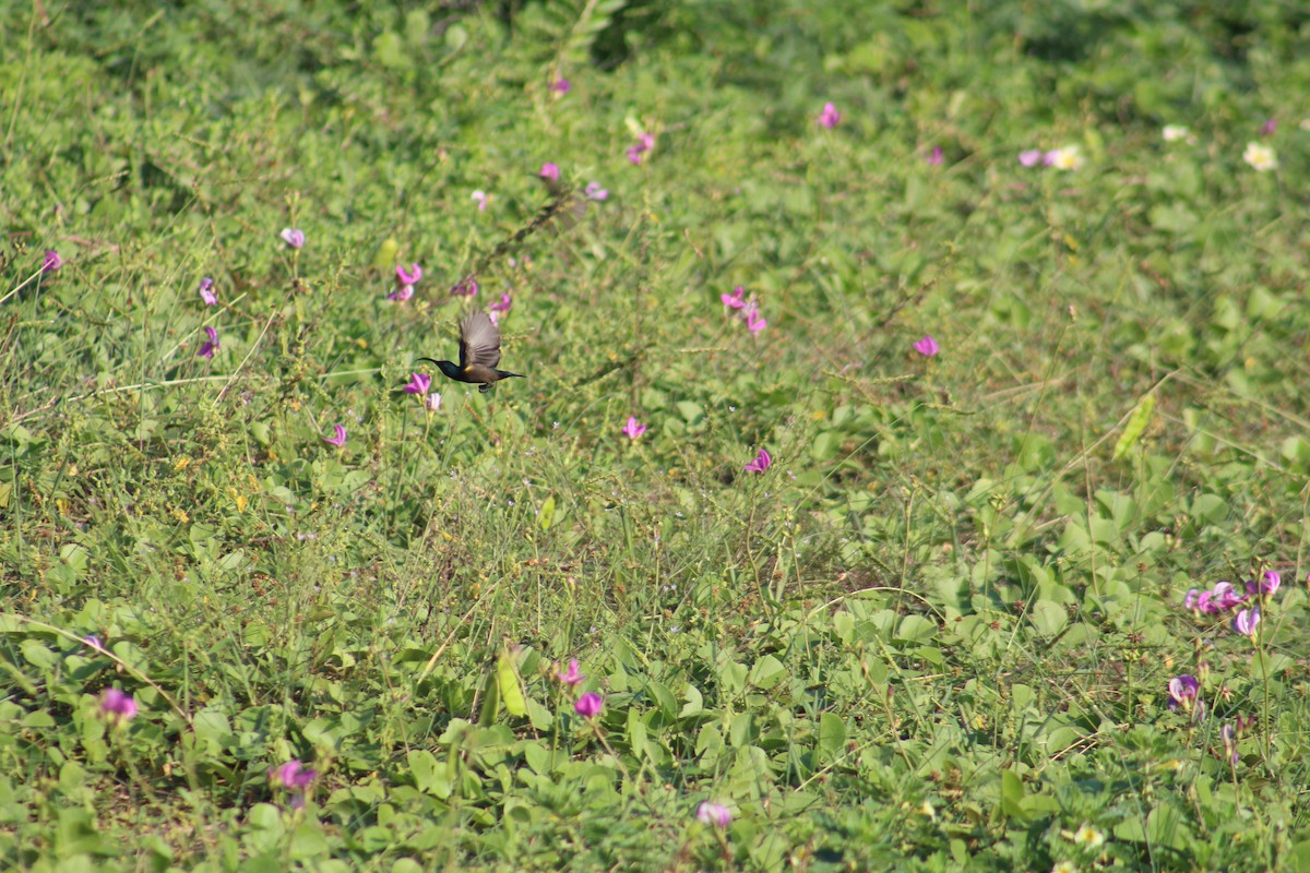 Loten's Sunbird - ML644448380