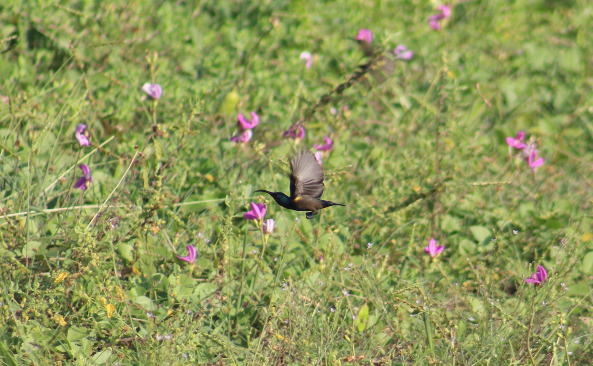 Loten's Sunbird - ML644448386