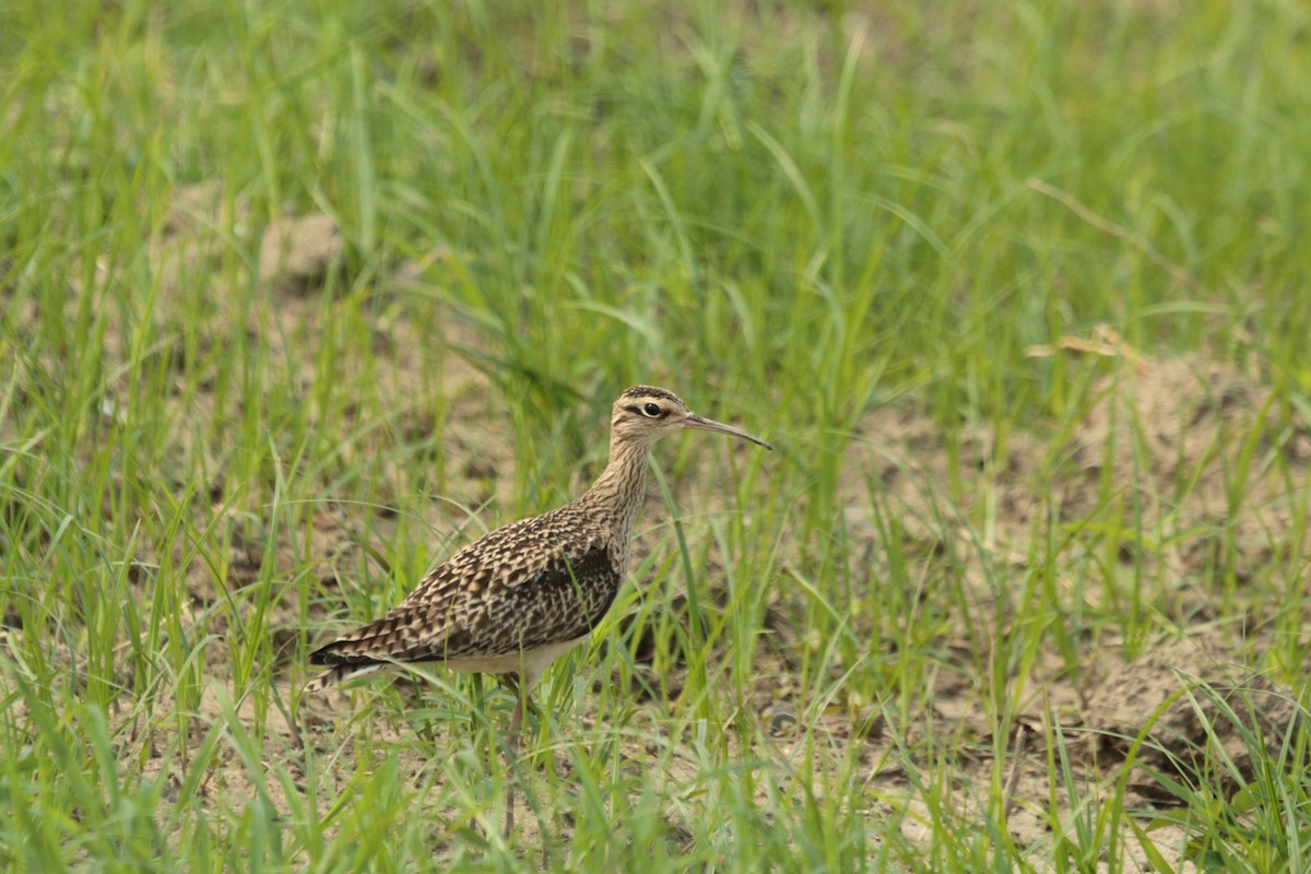 コシャクシギ - ML644448390