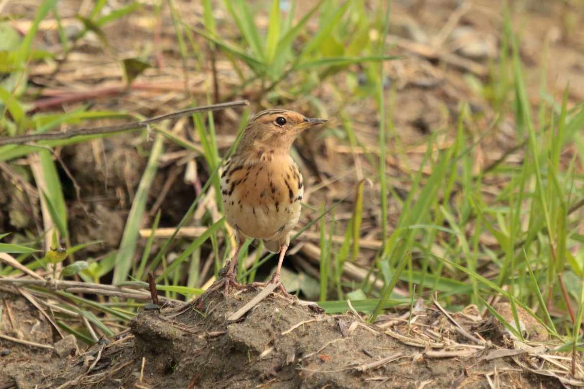 Pipit à gorge rousse - ML644448392