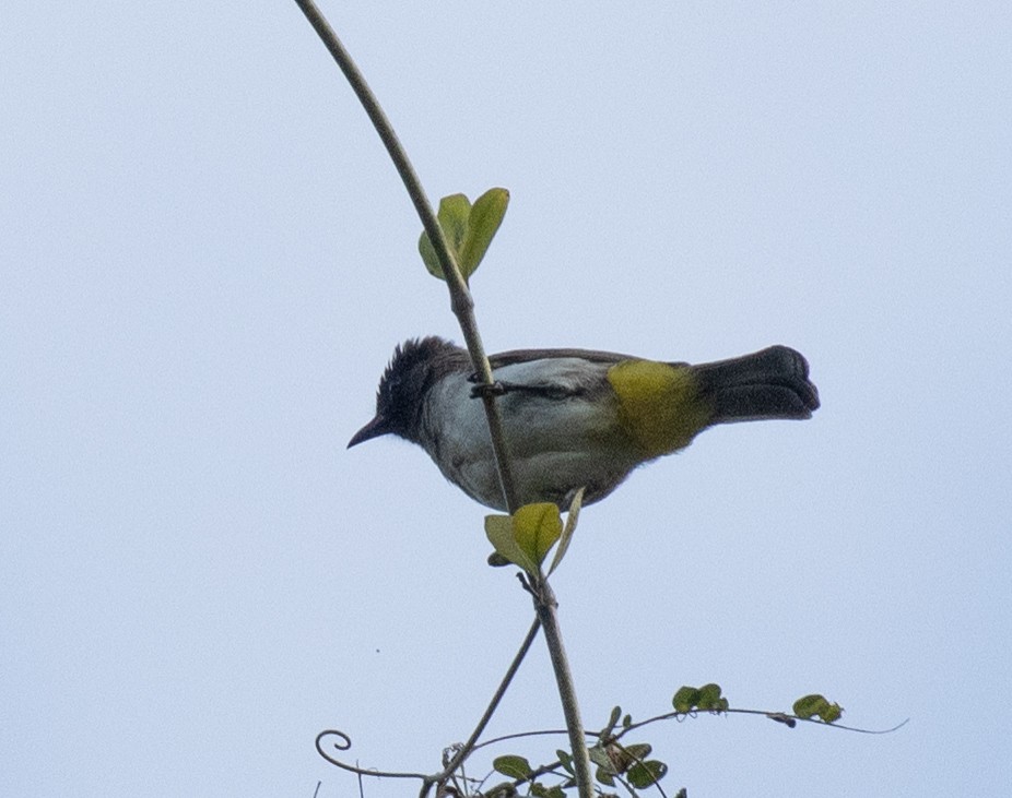 בולבול אפריקני - ML644448394