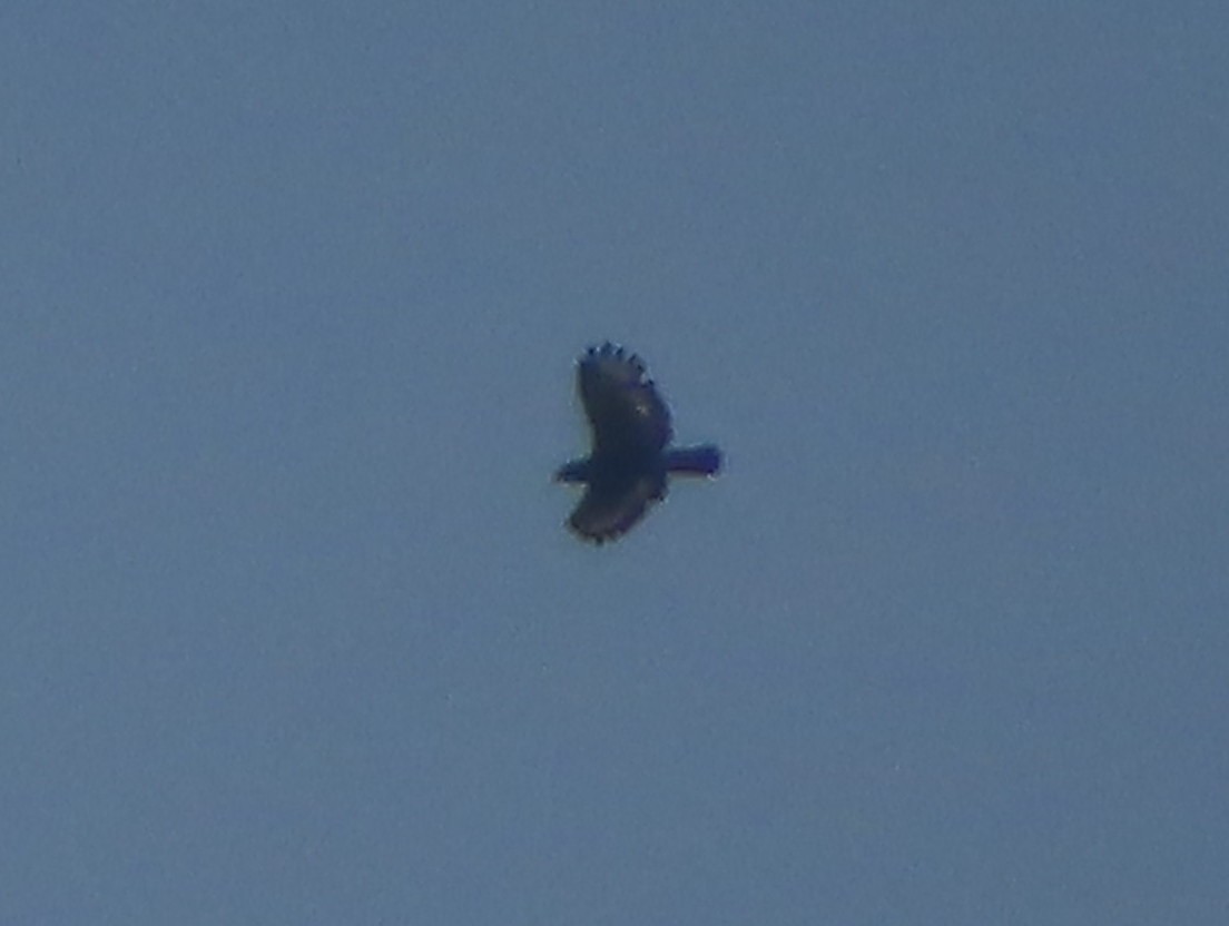 Crested Serpent-Eagle - ML644448400