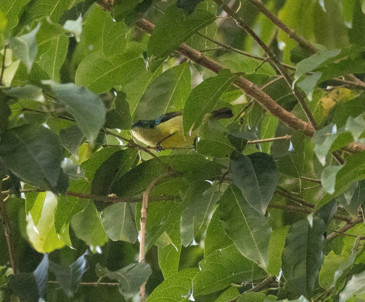 Collared Sunbird - ML644448418