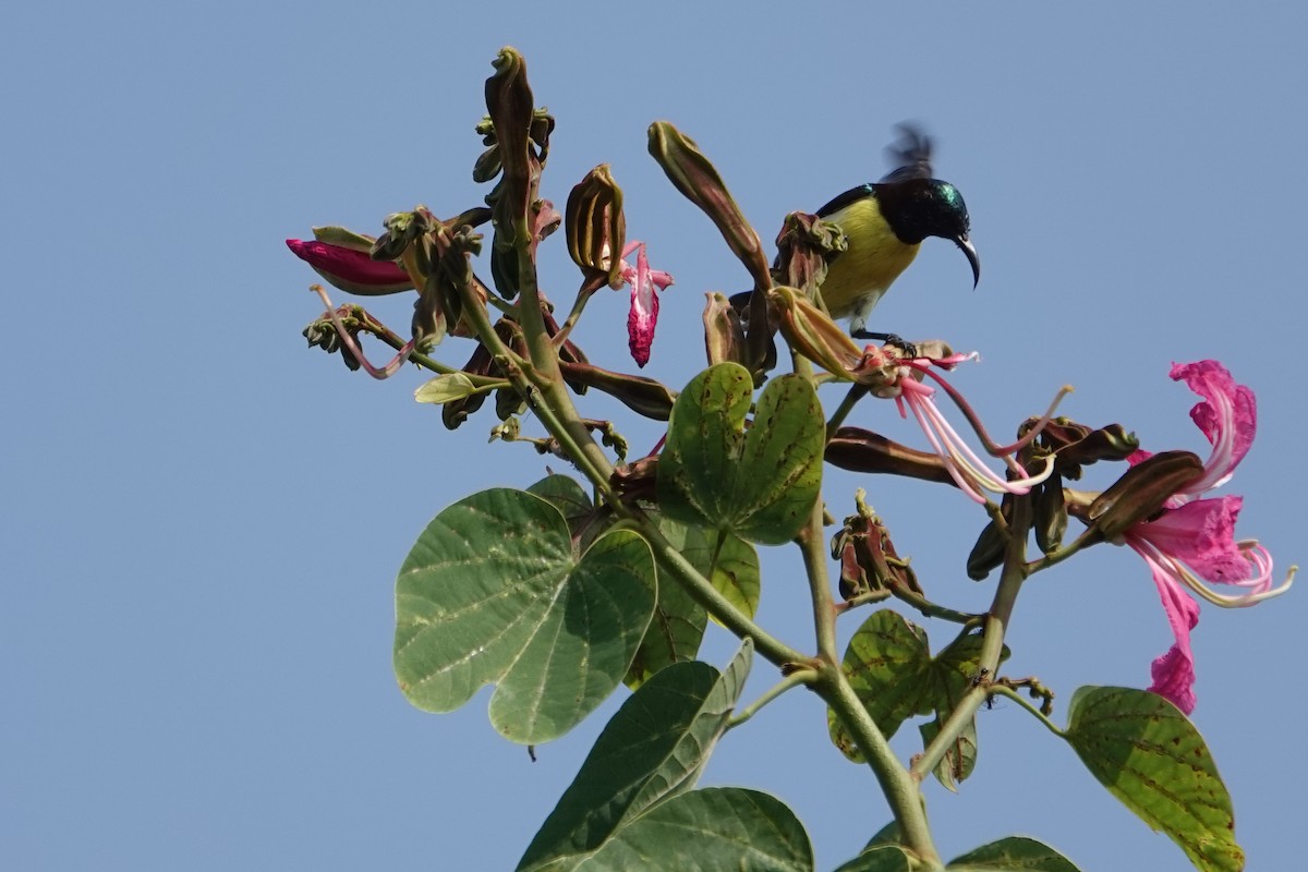Purple-rumped Sunbird - ML644448419
