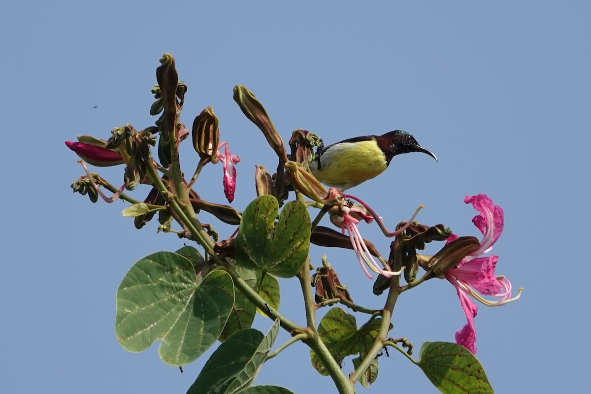 Purple-rumped Sunbird - ML644448420