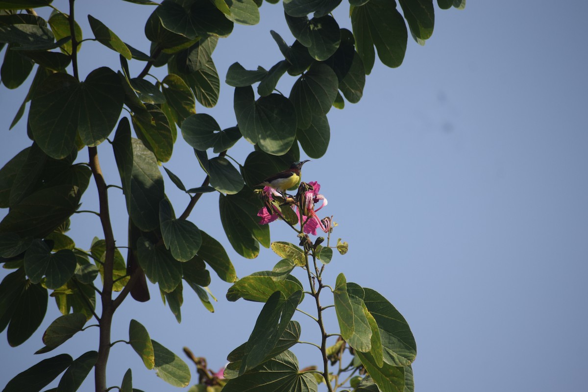 Purple-rumped Sunbird - ML644448424