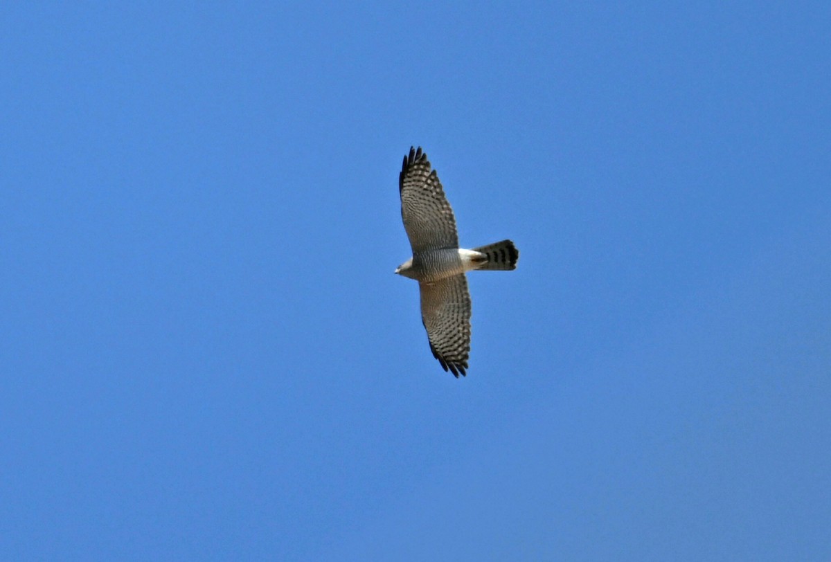 krahujec krátkoprstý - ML644448448